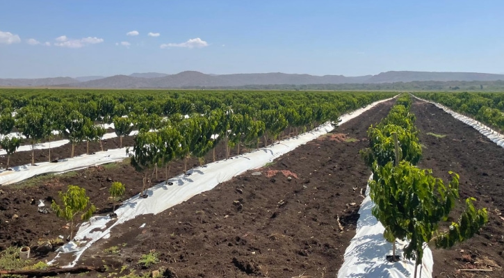 การเพิ่มผลผลิตกาแฟในเอธิโอเปียเป็นสามเท่า