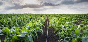 การเลือกผลิตภัณฑ์ระบบชลประทานที่เหมาะสม