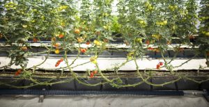 ระบบน้ำหยดในโรงเรือน