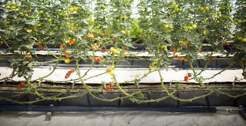 ระบบน้ำหยดในโรงเรือน