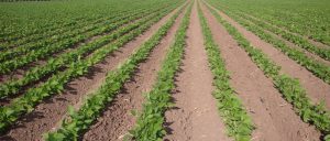 ระบบน้ำหยดใต้ผิวดินสำหรับพืชแถวและสวนผลไม้