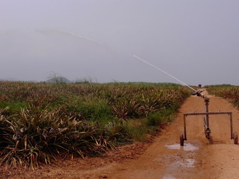 ฟื้นฟูสวนกล้วยด้วยไมโครสปริงเกลอร์