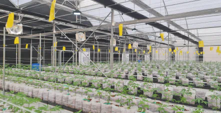 การให้น้ำอย่างแม่นยำสำหรับกัญชาทางการแพทย์