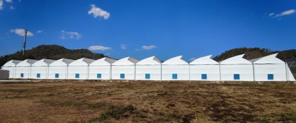 ความสำเร็จในการปรับปรุง: โรงเรือนพริกไทยดำเปลี่ยนเป็นโรงเรือนกัญชา