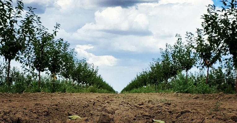 ระบบชลประทานแบบแม่นยำสำหรับสวนเชอร์รี่รุ่นใหม่