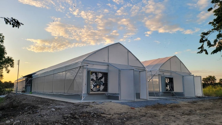 การเพาะปลูกดอกไม้ออร์แกนิกในโรงเรือนของมหาวิทยาลัย