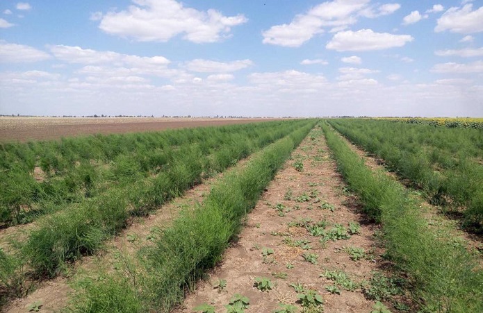 การรับประกันผลผลิตหน่อไม้ฝรั่งที่เชื่อถือได้